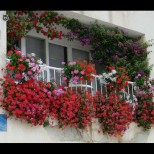 7 разкошни балконски цветя, които издържат на жега и суша: