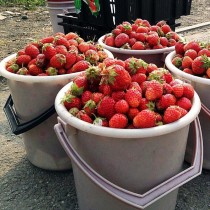 Опитните градинари разкриха един съвет, за да удвоите реколтата от ягоди! 
