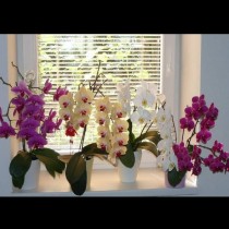 НИКОГА не поливайте орхидеята по този начин - обричате я на смърт!