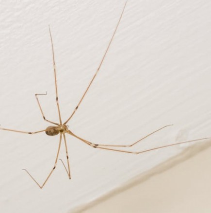 Защо не трябва да убивате паяците в дома си!