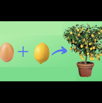 Как да си отгледаш лимонено дръвче - ПРОСТ метод, за който ти трябват ЛИМОН + ЯЙЦЕ: