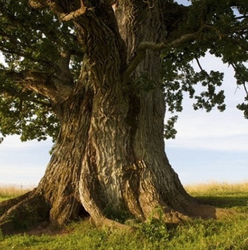 Талисмани дървета-Какво да поискате от бор и защо е полезно да прегърнете бреза