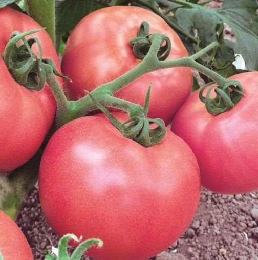 Вкусни розови домати с естествена и евтина захранка