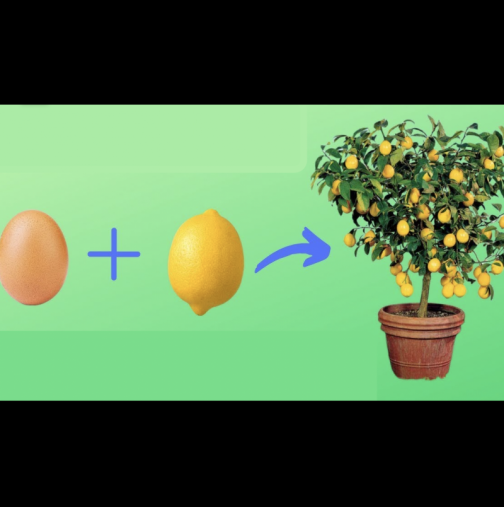 Как да си отгледаш лимонено дръвче - ПРОСТ метод, за който ти трябват ЛИМОН + ЯЙЦЕ: