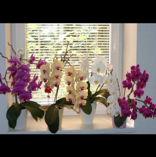 НИКОГА не поливайте орхидеята по този начин - обричате я на смърт!