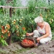 Ето баба с какво подхранва доматите: стават над 2 метра, сочни, едри и ароматни! С един домат става салата за четирима 