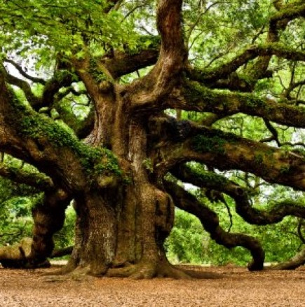 Дървото, което сте според зодията си-Овен е дъб, Близнаци Череша, Рак Бреза