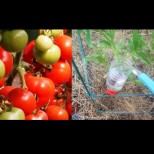 Защо да сложите пластмасова бутилка до всеки корен домати - ще се удивите от резултата: