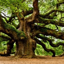 Дървото, което сте според зодията си-Овен е дъб, Близнаци Череша, Рак Бреза
