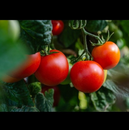 Защо да режете листата на доматите? Безценен съвет от градинар: