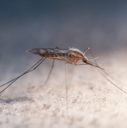 Ето как за секунда да откриете комар вкъщи