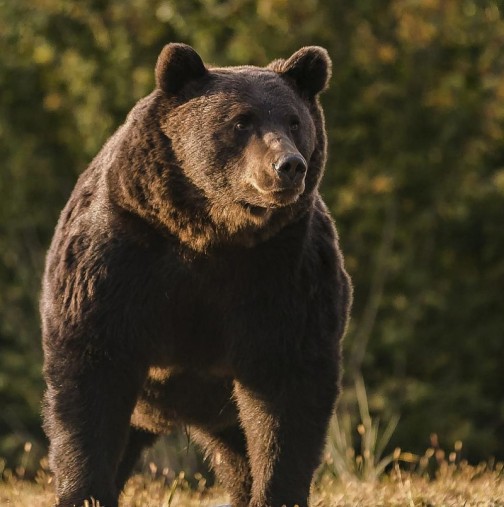 Жената, нападната от мечката в Белица разказа какво се е случило