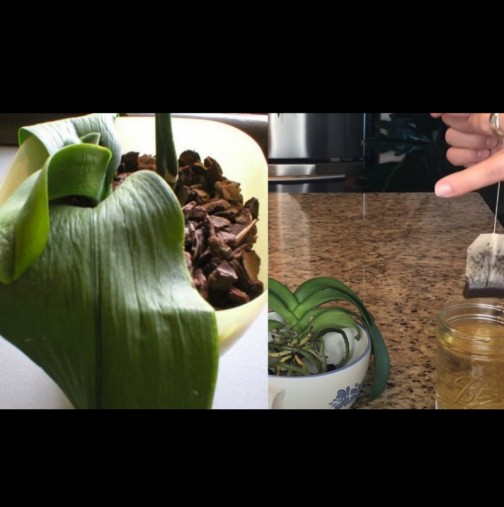 И спаружената орхидея заслужава втори шанс: Ето как да ѝ вдъхнеш живот и да зацъфти отново!