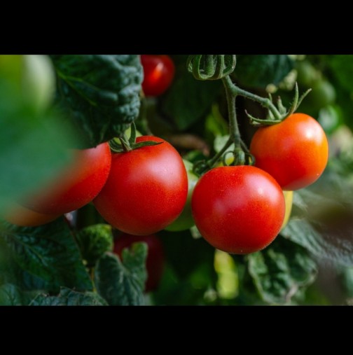 Защо да режете листата на доматите? Безценен съвет от градинар: