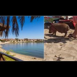 Туристи събраха очите на морето - доведоха на плажа прасенце на каишка. Вижте малкия сладур (Снимки):