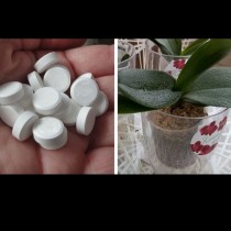 Аптечни хапчета за стотинки, които ще спасят орхидеите от болести и гибел: