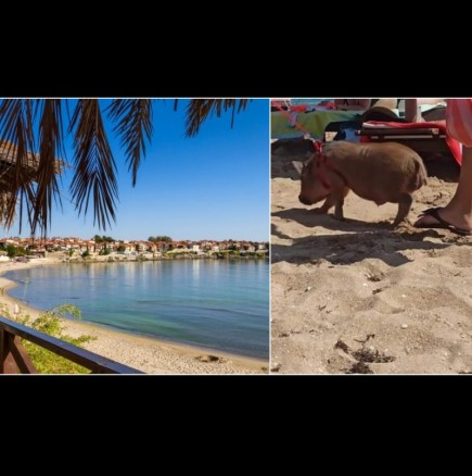 Туристи събраха очите на морето - доведоха на плажа прасенце на каишка. Вижте малкия сладур (Снимки):
