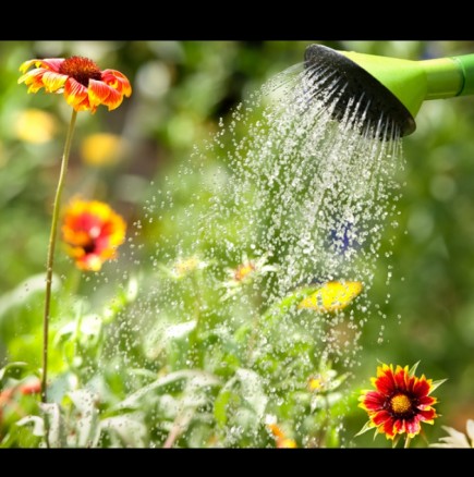 Как да поливаме градината в жегите, за да не уморим растенията - 7 безценни съвета: