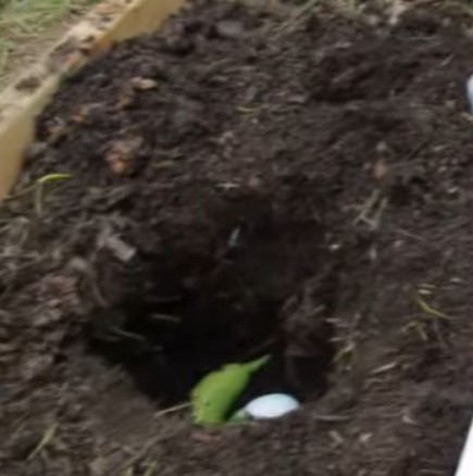 Яйце и банан, заровени в градината правят чудеса-Ето как да ги използвате