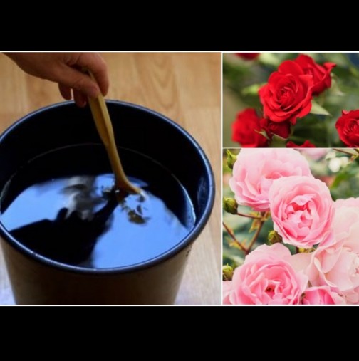 Половин чаша на 5л вода и цветът на розите става дваж по-наситен! Кичести и невероятно красиви:
