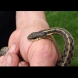 Ето какво ВЕДНАГА да направите, ако ви ухапе змия:
