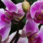 Освен, че е красиво цвете, орхидеята има и толкова ценни лечебни свойства, че не сте и предполагали!