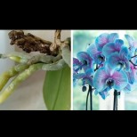 4 обикновени КИСЕЛИНИ връщат орхидеята към живот за 10 дни. Пуска нови корени и цъфти повече от преди: