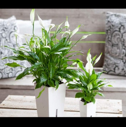 Пречиствателна станция в дома - просто си захванете това красиво растение и ще дишате с пълни гърди!