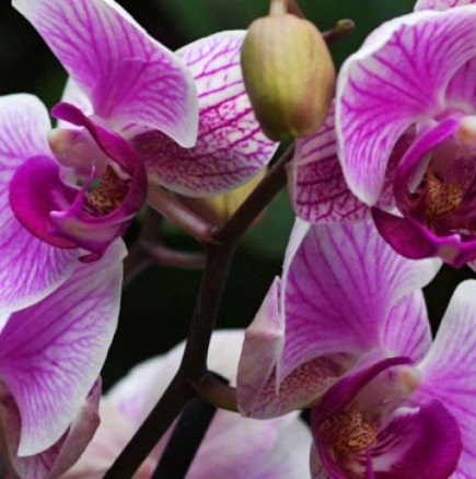 Освен, че е красиво цвете, орхидеята има и толкова ценни лечебни свойства, че не сте и предполагали!
