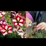 Ето как да превърнем петунията в многогодишно растение - ще оцелее през зимата и ще цъфне пак напролет: