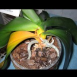 Защо жълтеят листата на орхидеята? Причини и бърза помощ: