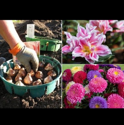 Наръчник на цветаря - какво да садим през октомври, за да цъфне напролет: