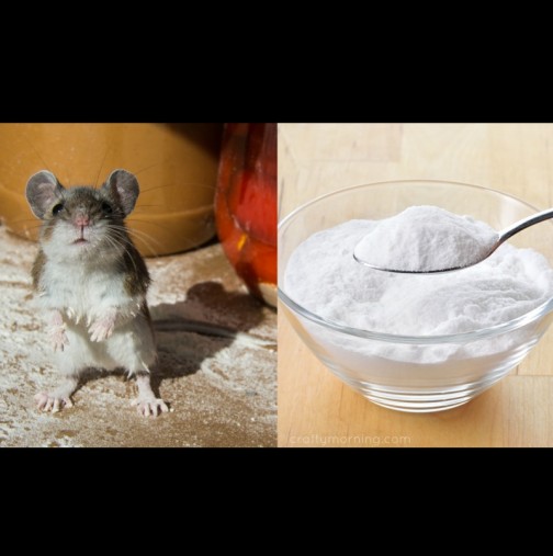 Действащи съвети от читатели за справяне с мишките без химия - ефектът трае месеци!