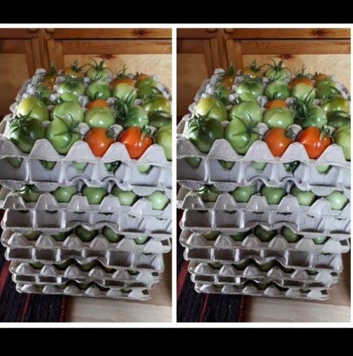 Дойде ли септември, слагам доматите в картонени кутии за яйца - перфектният трик от време оно, ще го оцените: