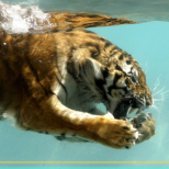 Водният тигър ще донесе торби със злато на 4 зодии
