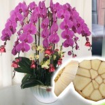 Пет скилидки чесън и орхидеята ви ще полудее от цъфтежи без да спира!
