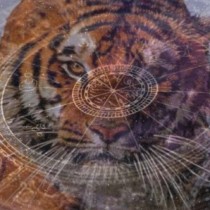 Хороскоп за година на тигъра 2022-Тигърът ще помогне на Водолея да изпълни всичките си мечти, Козирог-Много благоприятно време