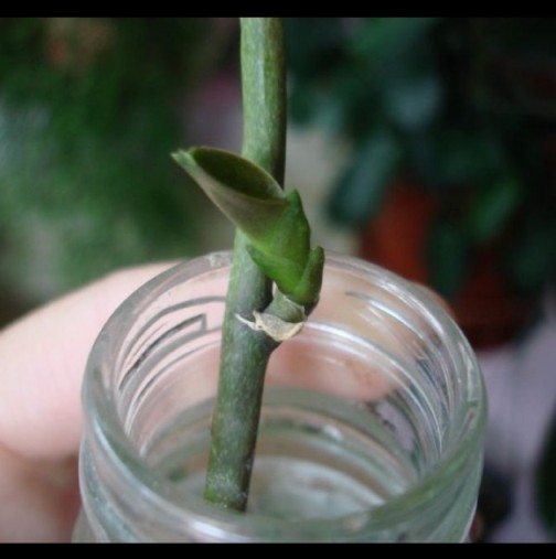 Как се отглежда бебе орхидея от стария цветонос - нов метод на размножаване: