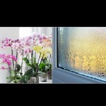6 полезни стайни растения, които изсмукват влагата у дома и пазят от мухъл и плесени: