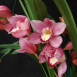 Когато купувате орхидея, огледайте добре корените-Ето какво да направите, за да ви цъфти почти цяла година