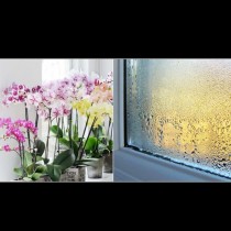 6 стайни растения, които обират влагата у дома - отлична превенция срещу мухъл: