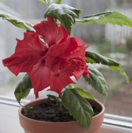 3 цветя, които обират негативната енергия и ще донесат спокойствие и щастие в дома ви