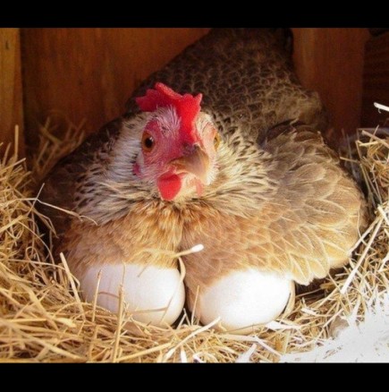 4 КАТЕГОРИЧНИ знака, че яйцата, които сме купили, са снесени от ЗДРАВА кокошка: