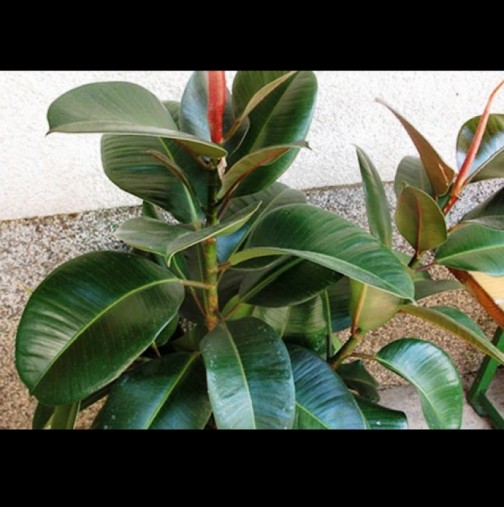 Фикусът е любимо стайно растение и принадлежи към семейство Черничеви