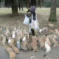 Паническо бягство на зайци: Тя ги нахранила, а те я подгонили по улицата!