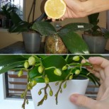 САМО 3 капки лимон и с орхидеята ще стане чудо: