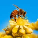 Защо пчелите правят мед, ако не го ядат – пчеларите развенчаха мита