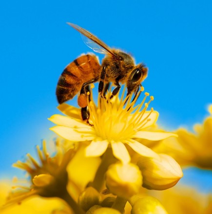 Защо пчелите правят мед, ако не го ядат – пчеларите развенчаха мита