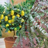 5 растения на щастието и късмета - засадете ги в дома си и животът ви ще тръгне по ноти: