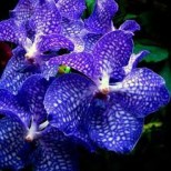 Как да си отгледаме орхидея-Ванда-Кралицата на орхидеите
